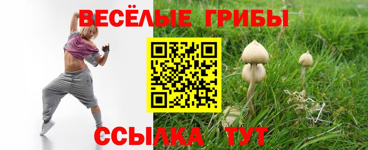 Тимашёвск  Псилоцибиновые грибы Cubensis  Вход с VPN  где найти   Галлюциногенные грибы Cubensis 